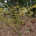 Hamamelis japonica 'Arborea'  P28
